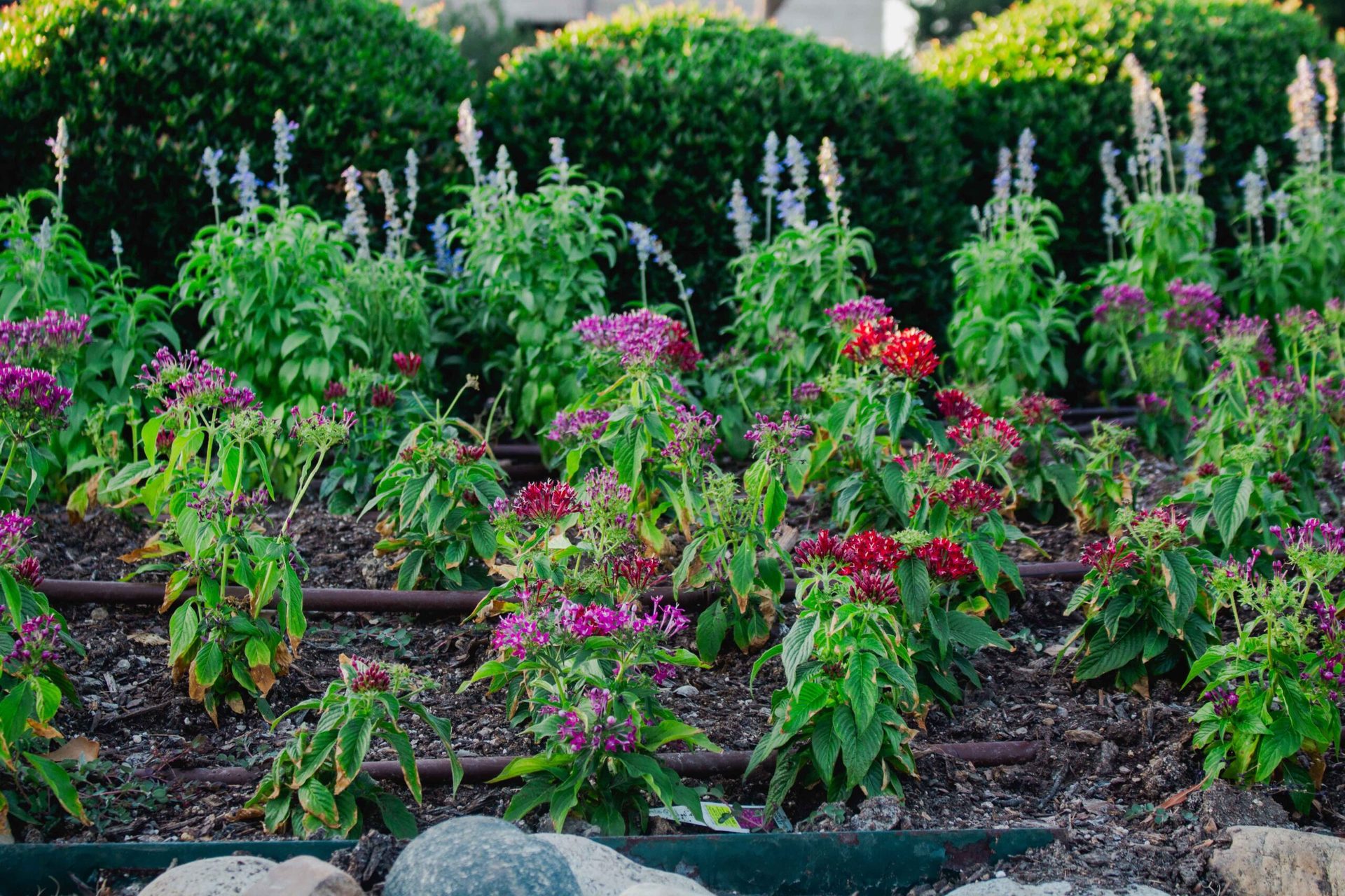 Commercial landscape maintenance DFW