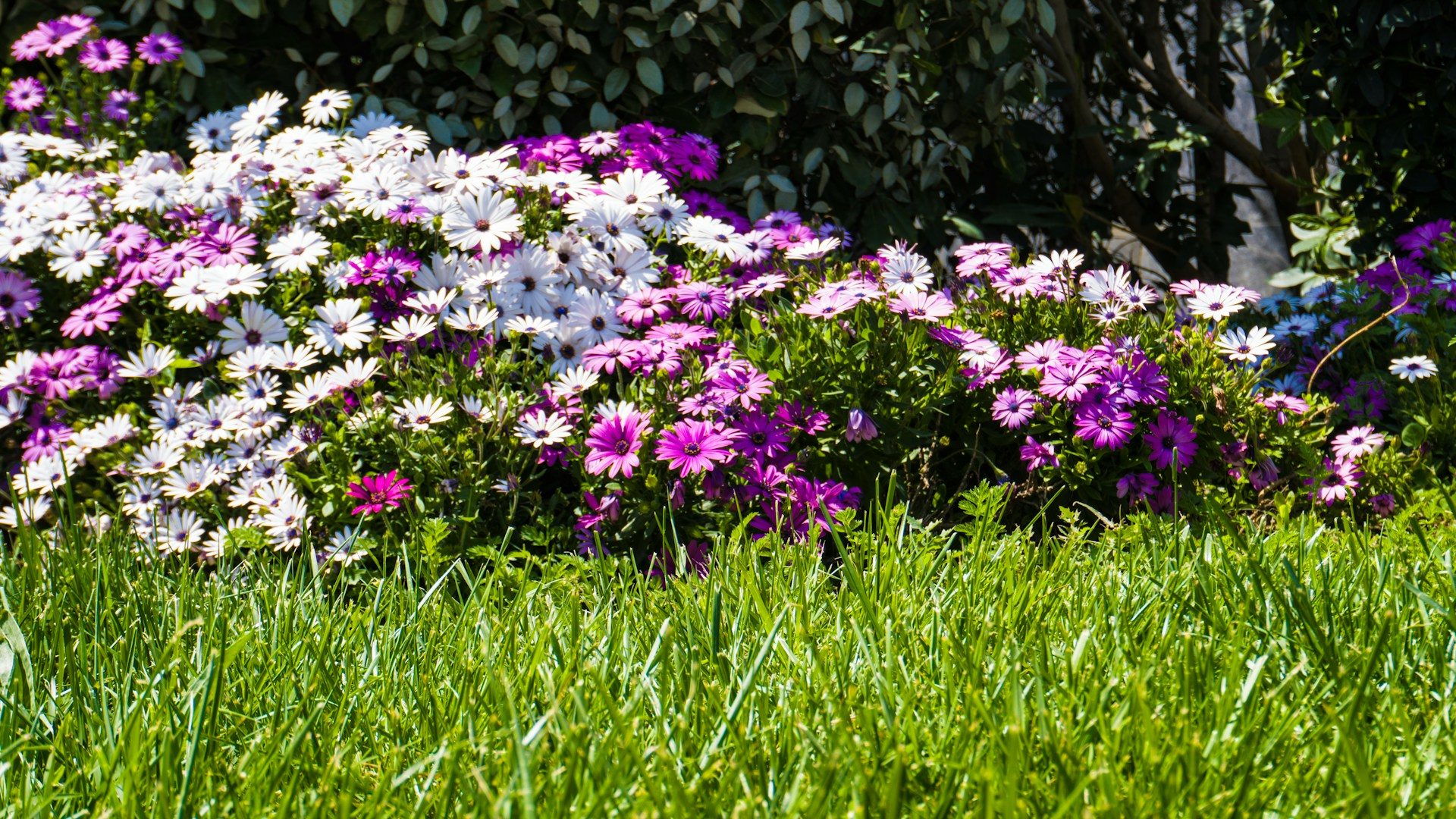 Healthy plants Dallas fertilizing