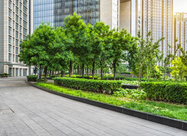 Lake-Adjacent Tree Row Maintenance