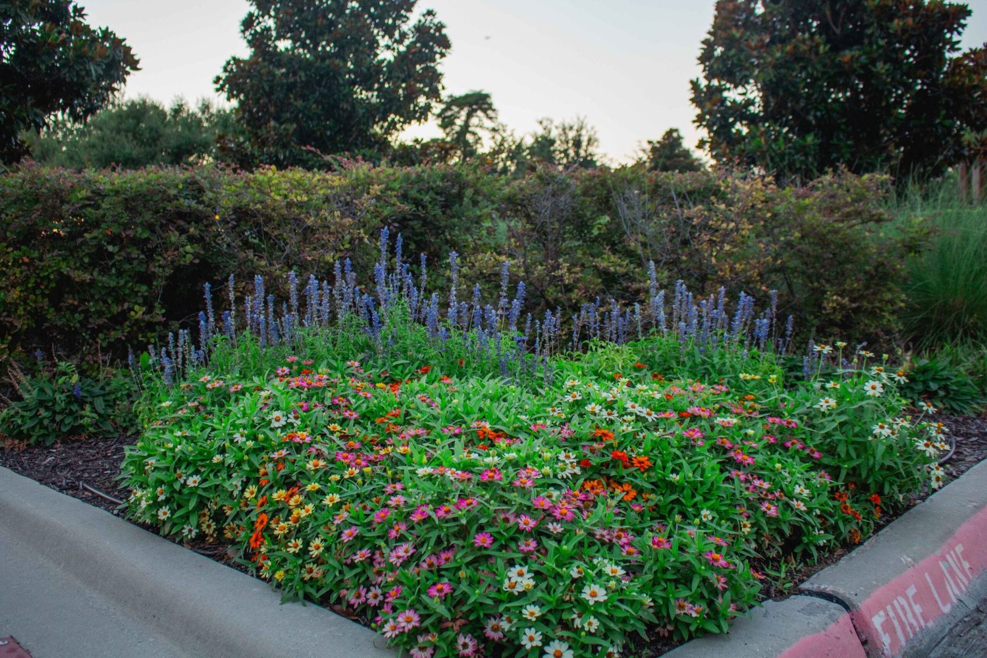 Planting commercial landscape by LPT Inc