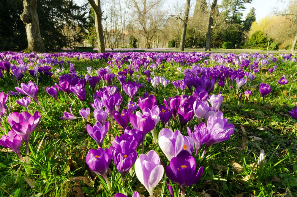 Keeping Dallas Beautiful: Seasonal Landscaping Tips for Businesses