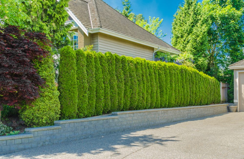 Maximizing Backyard Privacy: Landscaping Ideas for a Secluded Oasis