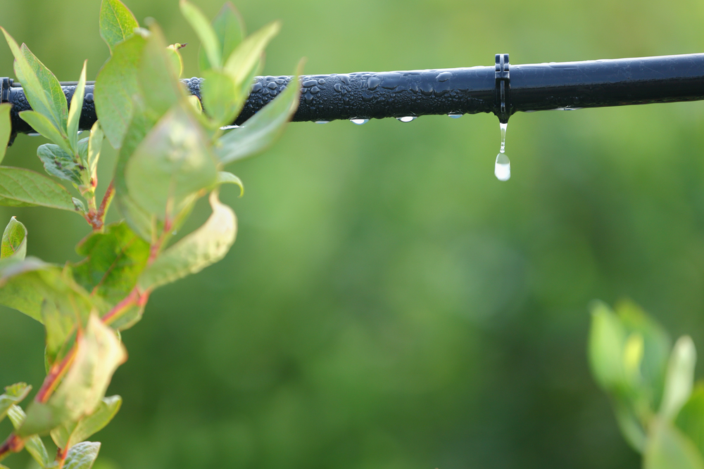 How Smart Irrigation Systems Can Conserve Water and Reduce Costs