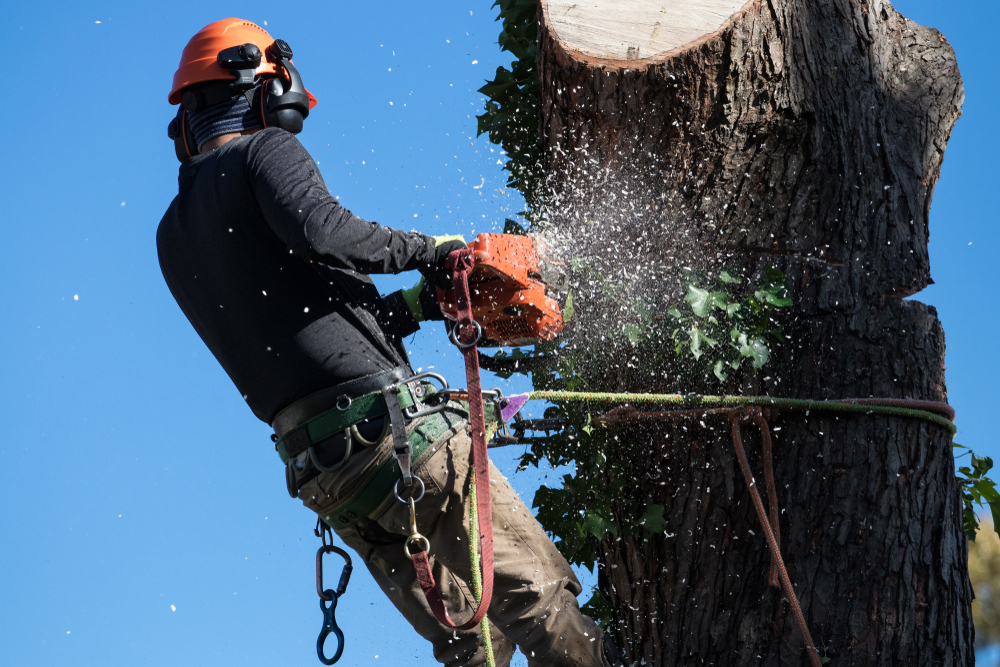 The Benefits of Professional Tree Removal vs. DIY: Safety and Expertise