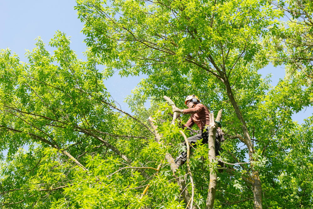 An,arborist,cutting,a,tree,with,a,chainsaw