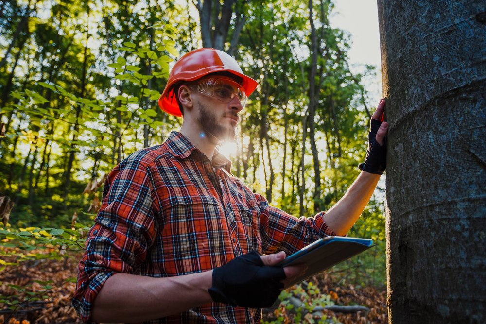 The Importance of Regular Tree Inspections: Ensuring Health and Safety